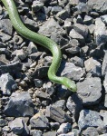 image of green_snake #21