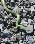image of green_snake