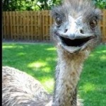 image of bird