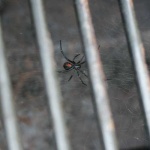 image of black_widow