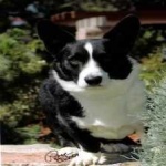 image of animal
