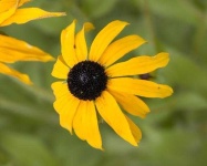 image of flower