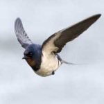 image of bird