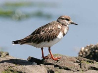 image of ruddy_turnstone