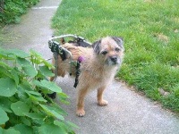 image of border_terrier #26