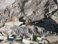 image of marmot