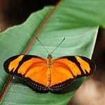 image of butterfly #21