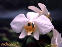 image of moon_orchid #14