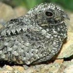 image of bird