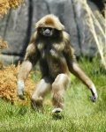 image of gibbon
