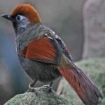 image of bird