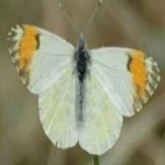 image of orange_butterfly #30