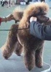 image of standard_poodle