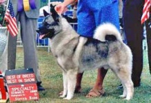 image of norwegian_elkhound #6