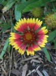 image of flower