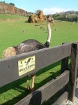 image of ostrich