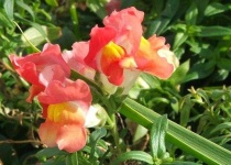 image of flower