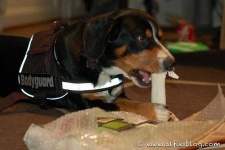 image of entlebucher