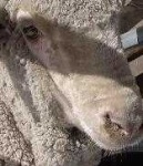 image of animal