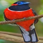 image of red_naped_trogon #10