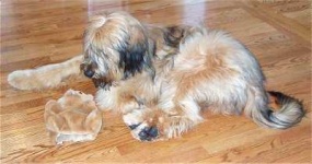 image of briard