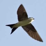 image of bird