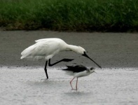 image of spoonbill