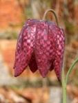 image of flower