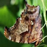 image of animal