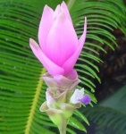 image of flower