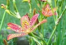 image of flower
