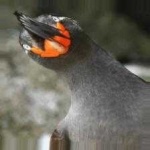 image of bird