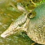 image of armadillo #11