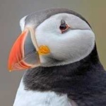 image of bird