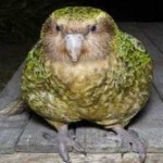 image of bird