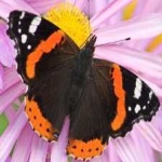 image of animal