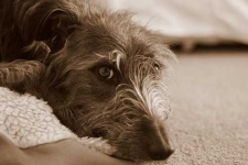 image of scottish_deerhound #22