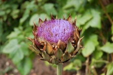 image of artichoke_flower #65