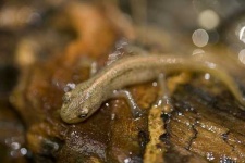 image of common_newt #4