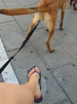 image of malinois