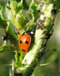 image of ladybug