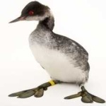 image of bird