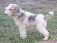 image of wire_haired_fox_terrier