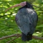 image of northern_bald_ibis #32