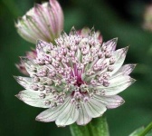 image of flower