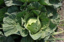image of head_cabbage