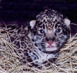 image of jaguar_car