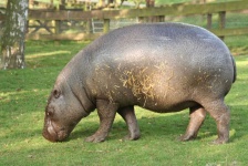 image of animal