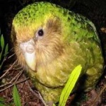 image of bird