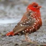 image of strawberry_finch #2